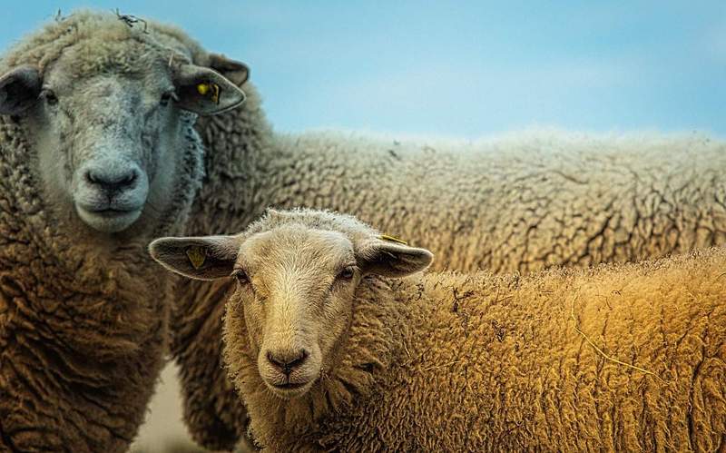 Ein Unbekannter hat in Maxdorf eine Schafherde in Aufruhr versetzt. 2 Tiere sind tot. Ein Tier fehlt. 
