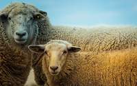 Eines von 3 ausgebüxten Schafen im Bereich der Hornbachstraße in Bornheim konnte eingefangen werden. Die anderen beiden haben sich getrollt. Gesucht wird der Halter der Tiere. 