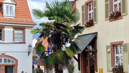 23.09.2026 - Hitze-Sommer. Kurstadt schon wieder mit Rekord.