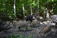 Wildschweine haben grundsätzlich Angst vor Menschen. Fühlen sie sich oder ihren Nachwuchs jedoch bedroht, können sie zum Angriff übergehen. Symbolfoto. Michal Renčo. Pixabay. Frei. 