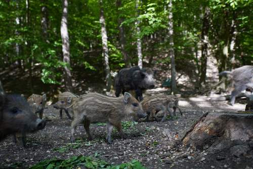 04.06.2026 - Wildschwein-Attacke. Tipps vom Kreisjagdmeister.