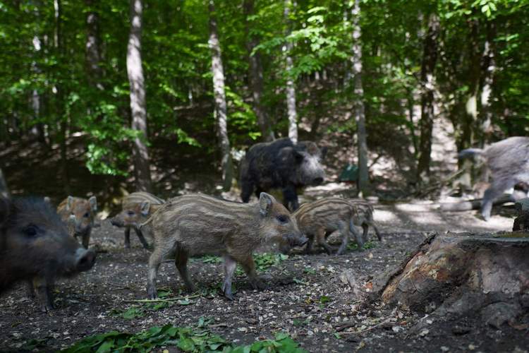 Wildschweine haben grundsätzlich Angst vor Menschen. Fühlen sie sich oder ihren Nachwuchs jedoch bedroht, können sie zum Angriff übergehen. Symbolfoto. Michal Renčo. Pixabay. Frei. 