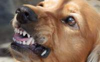 In der Gemeinde Höheinöd wurde ein elfjähriger Junge von einem Hund gebissen und schwer verletzt. Er musste operiert werden. 