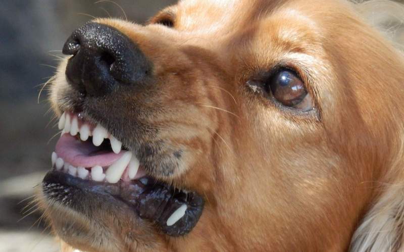 In der Gemeinde Höheinöd wurde ein elfjähriger Junge von einem Hund gebissen und schwer verletzt. Er musste operiert werden. 