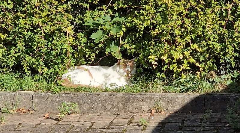 Hat die Ruhe weg. Eine Mieze im Gebüsch auf einem P-Platz zwischen 2 Baustellen in BZA. Foto. rw.