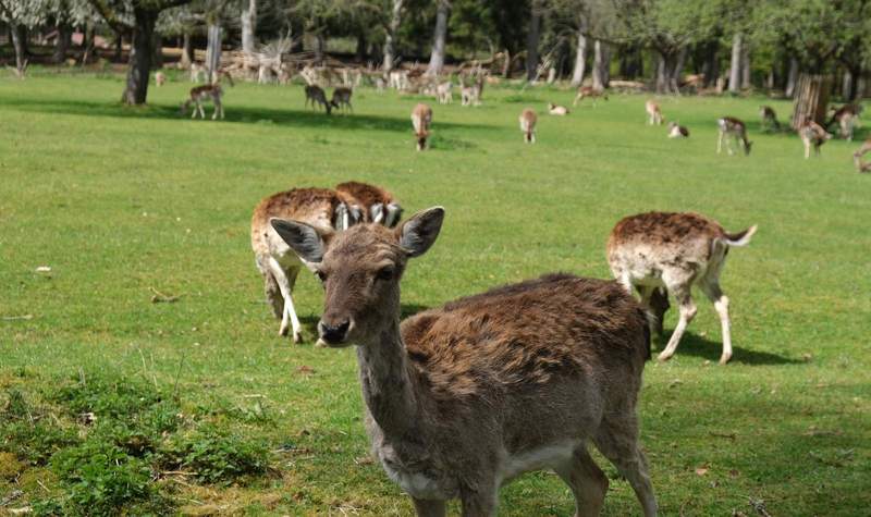 Zum Geburtstag des Fördervereins des Wild- und Wanderparks bei Silz sind die Grundschulklassen in SÜW dazu aufgerufen, ein Informationsschild zu Damwild, Pony, Wiesent, Ziege oder Wildschwein zu gestalten. Foto. KV. SÜW. Frei.