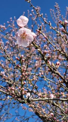 ... und rosa ...