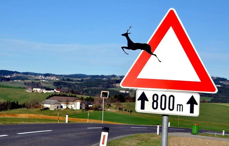 Wildwechsel. Bei einem Unfall mit einem kreuzenden Tier sollte sofort die Polizei verständigt werden. 