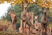 Am Sonntag, 1. September, ist Wildparkfest bei Silz.