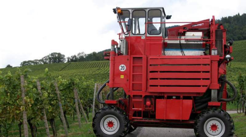 Trauben-Diebstahl in großem Stil. Einem Edesheimer Winzer wurde ein ganzer Weinberg heimlich abgeerntet. Das geht nur mit schwerem Gerät. 