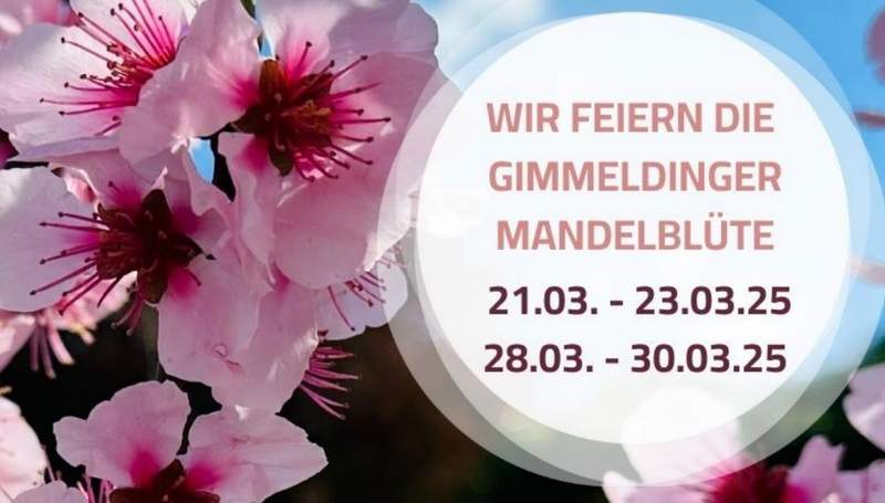 Und die Mandelblüte in Gimmeldingen.