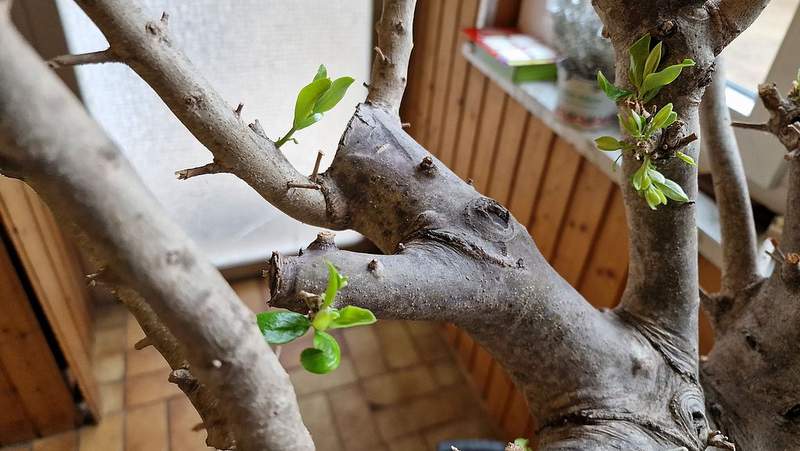 ... im November '23 entlaubt und mit der Zahnbürste geschrubbt, war in der Woche vor Weihnachten Knospenbrechen angesagt ... Foto. rw. 