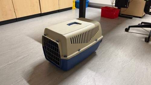 19.05.2026 - Ausgesetzt. Drei Katzen an der K 44.