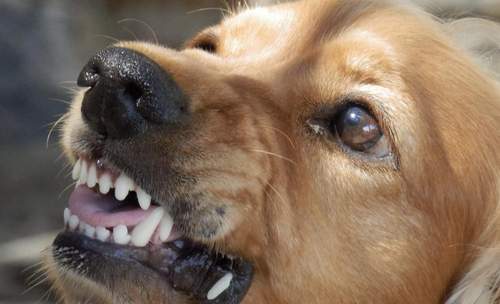 28.09.2026 - Bissiger Hund. Erst gegen Gast. Dann gegen Polizisten.