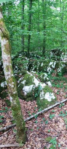 Dichte Wälder des Balkans spenden bei der Hitze wenigstens etwas Abkühlung. Foto. Getto. 