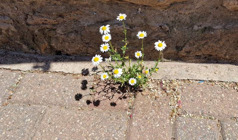 Blümchen haben sich eine Pflaserfuge in der Altstadt in BZA erobert. Foto. rw.