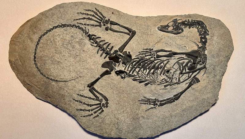 Ein Claudiosaurus aus Madagaskar. Foto. Museum. Annweiler. 