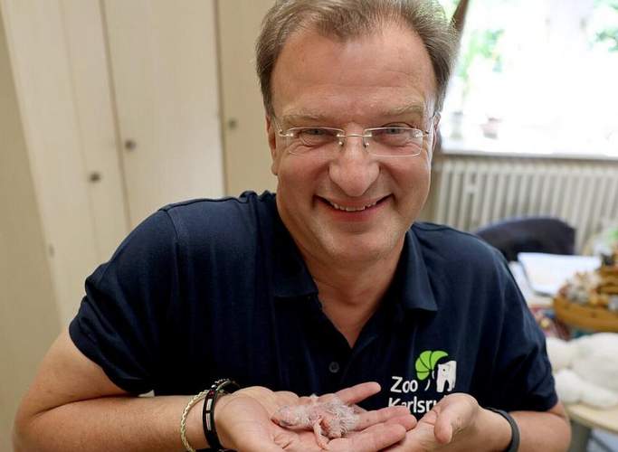 Guck emol. 26 Gramm leicht. Ein Ara-Kücken. Der KAer Zoo-Direktor Dr. Matthias Reinschmidt zieht es groß. Alle 2 Stunden füttern. Auch nachts. Foto. Zoo KA. Timo Deible. Pressefrei.