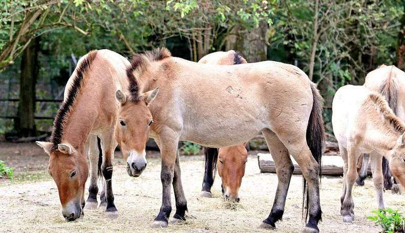 Im Tierpark Oberwald in KA werden neben zahlreichen anderen Arten auch Przewalski-Pferde gehalten. Sie gelten laut Weltnaturschutzunion IUCN als „stark gefährdet“. Der Zoo KA beteiligt sich am Erhaltungszuchtprogramm sowie an einem Projekt im eigentlichen Verbreitungsgebiet. Foto. Timo Deible. Zoo. KA.