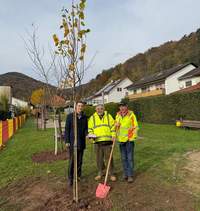 Bürgermeister Christian Burkhart, Harald Spieß und Ortsvorsteher Andreas Hauck (v.l.n.r.) mit dem Jubiläumsbaum. Foto. VG. Frei. 