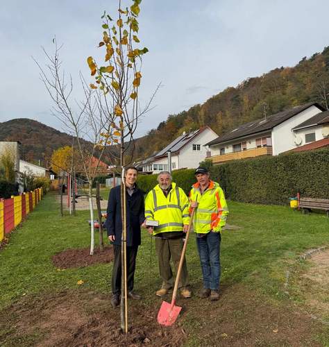 Bürgermeister Christian Burkhart, Harald Spieß und Ortsvorsteher Andreas Hauck (v.l.n.r.) mit dem Jubiläumsbaum. Foto. VG. Frei. 