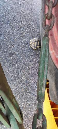 Vollbremsung für eine Schildkröte. Ihr ist nichts passiert. Foto. Getto.