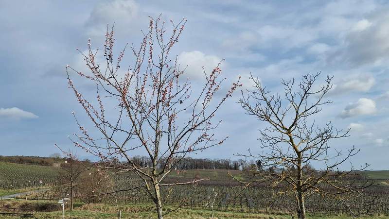 Die ersten Mandelblüten sind am Aufbrechen. Gesehen am Fuße des Liebfrauenberges in BZA. Foto. rw. 