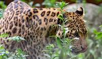 China-Leopard Dschingis wurde in Hamburg geboren und lebte seit 2009 in KA. Foto. Zoo KA. Timo Deible. Pressefrei. 
