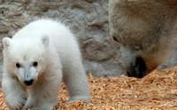Der kleine Eisbär wird ab dem 12. März für Zoobesucher zu sehen sein. Foto. Zoo KA. Timo Deible. Frei.