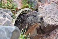 Eines der Murmeltiere im Wild- und Wanderpark Silz im vergangenen Frühjahr. Foto. WWP. Frei.