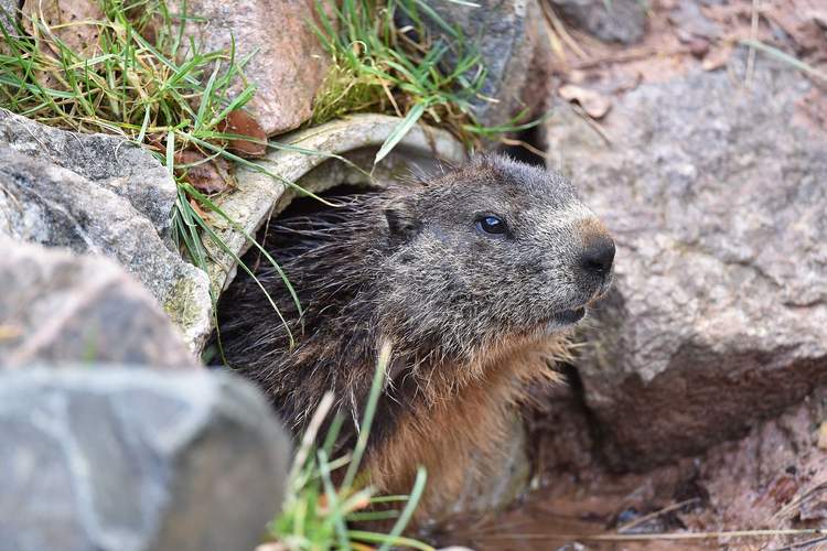 Eines der Murmeltiere im Wild- und Wanderpark Silz im vergangenen Frühjahr. Foto. WWP. Frei.