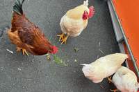 Ein fremder Gockel und 3 Hennen haben den Freizeit-Park in Haßloch aufgemischt. 