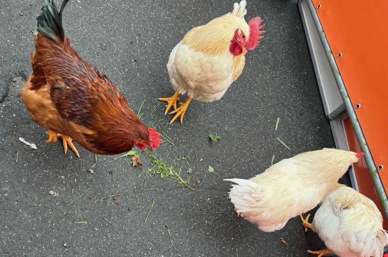 Ein fremder Gockel und 3 Hennen haben den Freizeit-Park in Haßloch aufgemischt. 