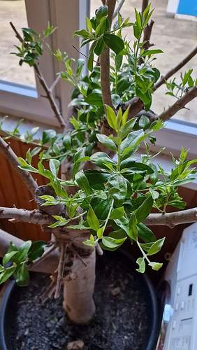 ... und Ende Januar '24 sah unser Olivenbaum schon so aus. Foto. rw. 