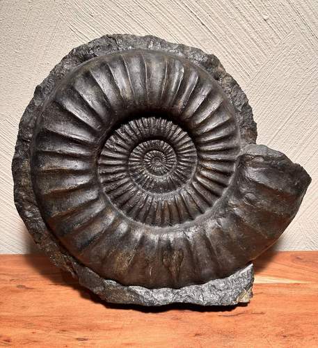 Ein Ammonit aus Balingen. Foto. Museum. Annweiler. 