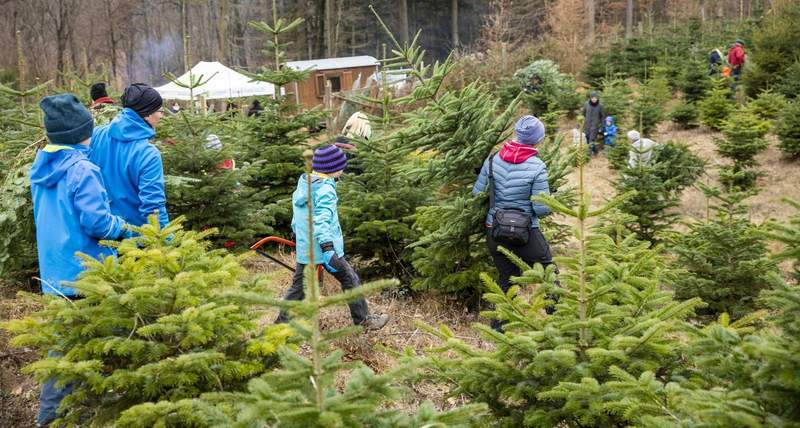 Selbst eingeschlagene Weihnachtsbäume aus dem Pfälzer Wald. Für viele ein liebgewonnenes Ritual in der Adventszeit. Foto. Forstamt Haardt. Frei. 