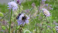 Gartenvielfalt entdecken. Hier das "Widderchen", gerade bestäubt von Insekten. Foto. KV. SWP. Pressefrei. 