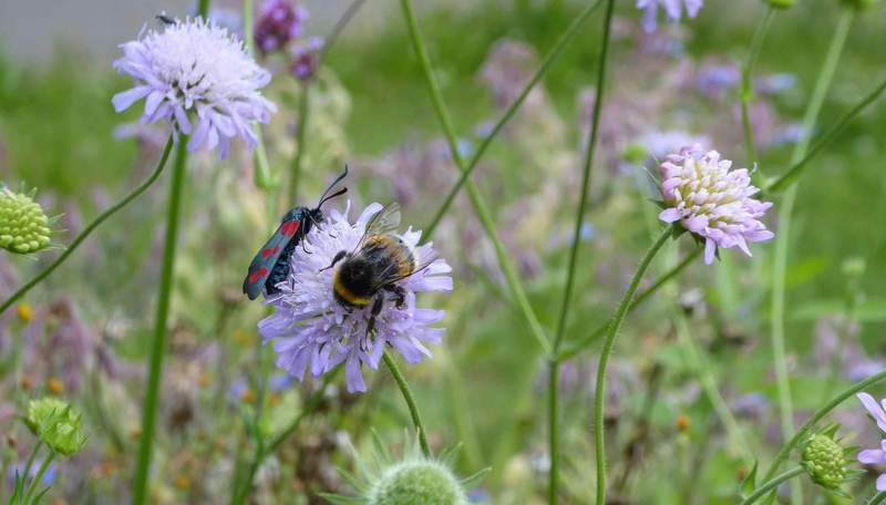 Gartenvielfalt entdecken. Hier das "Widderchen", gerade bestäubt von Insekten. Foto. KV. SWP. Pressefrei. 