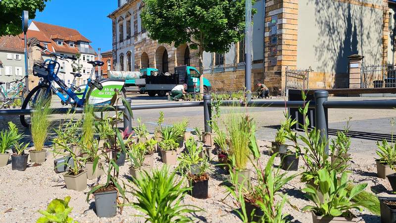 Ehemalige Splitt-Flächen am LDer Untertor-Platz sind jetzt grüne – und bald bunte – Baumbeete. Foto. Stadt. LD. Frei.