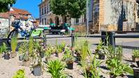 Ehemalige Splitt-Flächen am LDer Untertor-Platz sind jetzt grüne – und bald bunte – Baumbeete. Foto. Stadt. LD. Frei.