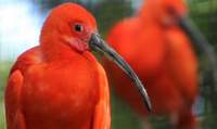 Einige Vogelarten, wie z.B. die Roten Sichler, sind im Zoo LD momentan aufgrund von Maßnahmen zum Schutz vor der Vogelgrippe nicht oder nur eingeschränkt zu sehen. Foto. Zoo. LD. Pressefrei. 