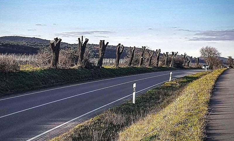 Zu alt und zu morsch in der Substanz. Die Mandelbäume an der Weinstraße (B 38) zwischen Oberotterbach und Rechtenbach müssen weichen. Foto. Dieter Geißer. 
