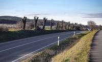 Zu alt und zu morsch in der Substanz. Die Mandelbäume an der Weinstraße (B 38) zwischen Oberotterbach und Rechtenbach müssen weichen. Foto. Dieter Geißer. 