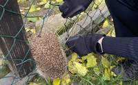 Polizei befreit in Haßloch Igel aus Notlage. Verhakt in einem Zaun.
