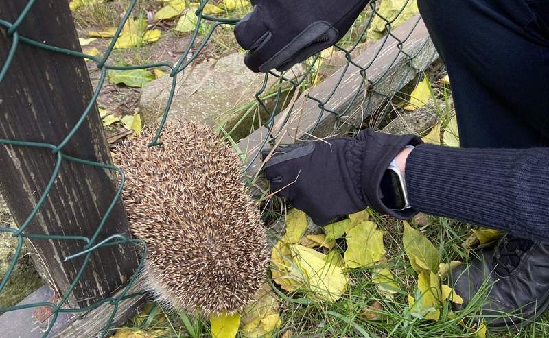 Polizei befreit in Haßloch Igel aus Notlage. Verhakt in einem Zaun.