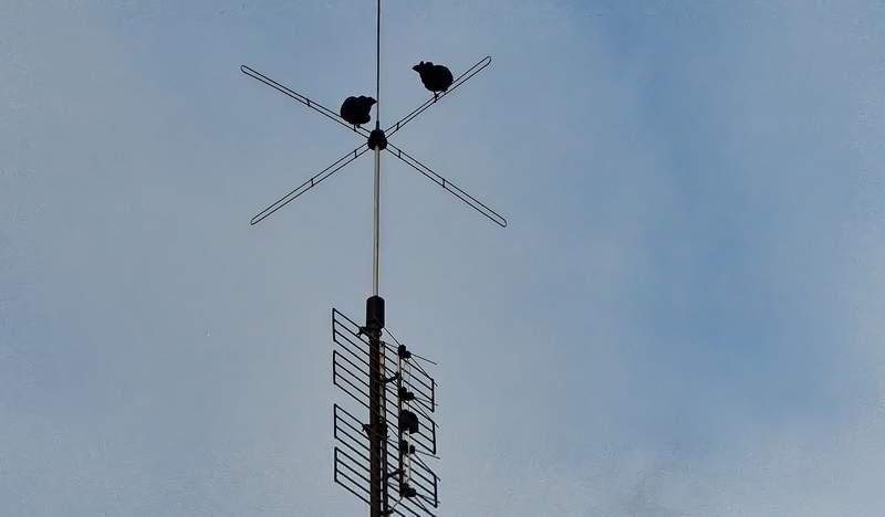 Sie saßen und wippten und wippten. 2 Rabenvögel im Sprüheisregen über der Kurstadt und warteten geduldig das Ende ab. 