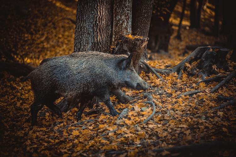 Bei Rhodt hat ein Wildschwein im wahrsten Sinne des Wortes gewütet und 3 Personen verletzt. 
