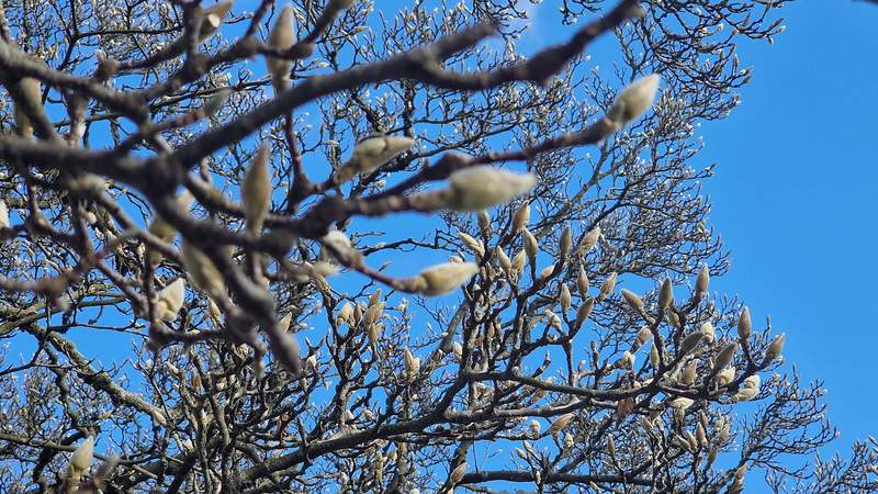 Startbereit. Für die nächste Wachstumsphase. Die Knospen eines einzigartigen Magnolienbaumes am Bahnhofskreisels in BZA. Aufgenommen am heutigen Freitag, kurz vor 14 Uhr. Foto. rw.