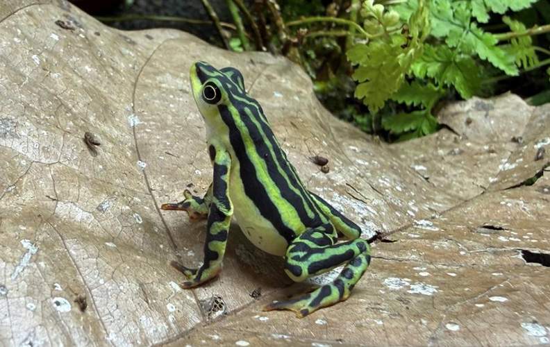 Die Elterntiere der jetzt nachgezüchteten Eleganten Harlekinkröten sind im Sommer 2024 von der ecuadorianischen Organisation Wikiri nach Europa gekommen. Foto. Stadt KA. Zoo KA. Lukas Reese. Pressefrei. 