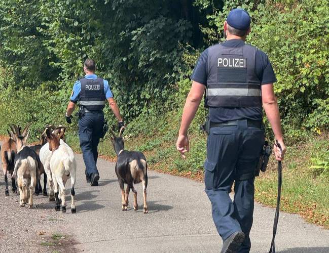 Polizei als Tierbändiger. Bei PS haben Beamte eine Ziegenherde zurück in ihr Revier geleitet. 